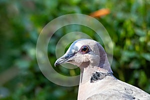 Red-eyed dove portrait