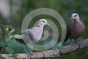 Red-eyed Dove Streptopelia semitorquata