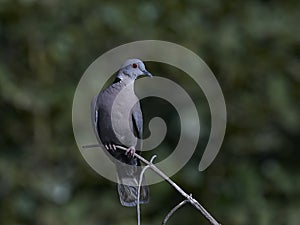 Red-eyed Dove Streptopelia semitorquata