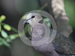 Red-eyed dove Streptopelia semitorquata