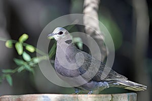 Red-eyed dove Streptopelia semitorquata