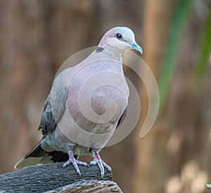 Red-eyed dove - streptopelia semitorquata