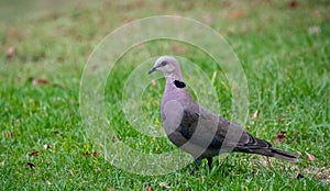 Red-eyed dove - streptopelia semitorquata