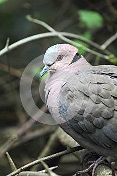 Red-eyed Dove (Streptopelia semitorquata)