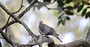 Red-eyed Dove on Tree Branch