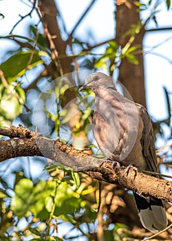 Red-eyed dove in an urban garden in South Africa