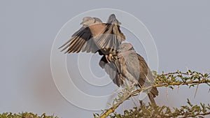 Red-eyed Doves on Shrubbery