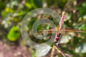 Red eyed dragonfly resting on tip of tree branch at morning