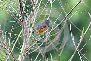 Red-eyed Eastern Towhee  601658 photo