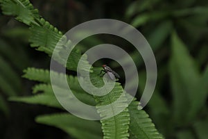 A red eyed flesh fly sitting on top of a surface of a fern leaf in dark area