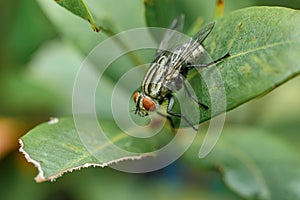 A red-eyed fly on a green leaf