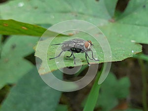 Red-eyed fly on a green leaf ( Fly - Insect )