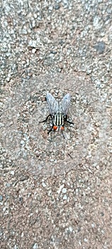 A red-eyed fly landed on the floor