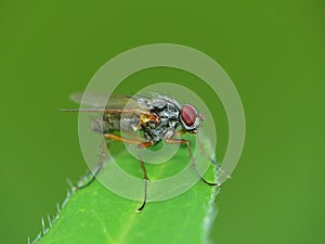 Red-Eyed Fly On A Leaf