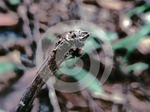 a red-eyed fly on a log