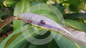 Red-eyed fly perched on dark brown leaves