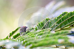 Red eyed fly resting over leaves of a mimosa