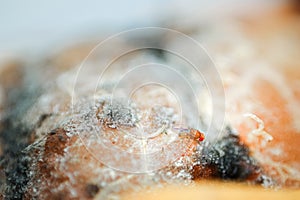 A red eyed fly on a rotten orange background