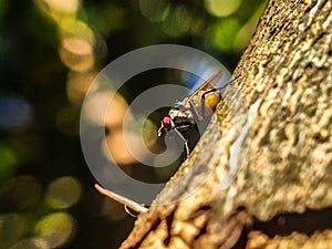 Red eyed fly sitting on a branch outside