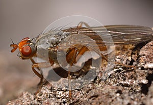 red eyed fly sitting on a tree trunk very close to camera, one shot