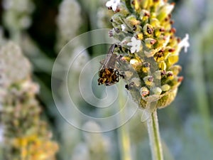 Red-eyed fly on White Lavender