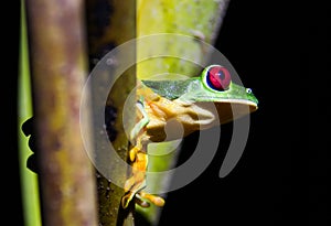 Red eyed frog