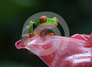 Red-eyed Frog