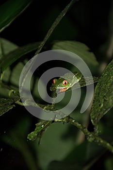 Red eyed frog