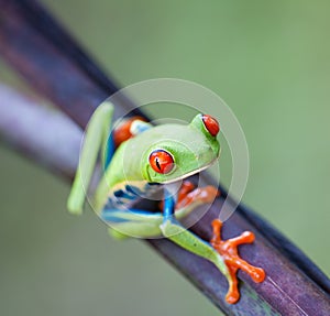 Red Eyed Frog - Agalychnis, callidryas