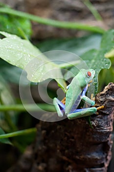 Red-eyed frog Agalychnis callidryas