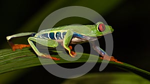 Red-eyed frog Agalychnis callidryas living in Central America