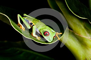 Red eyed frog on banana tree