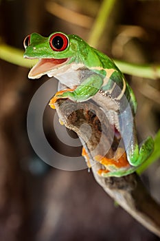 Red-eyed frog on the branch