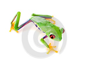 Red eyed frog climbing