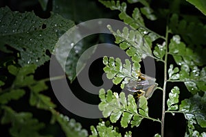 Red-eyed frog on fern leaves