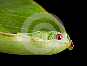 Red eyed frog hiding in leaf