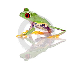 Red eyed frog isolated