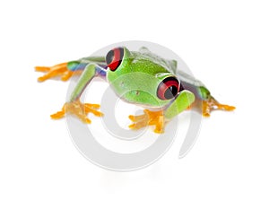 Red eyed frog isolated on white