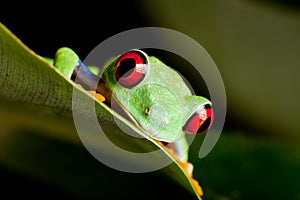 Red eyed frog on a leaf