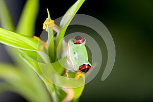 Red eyed frog in nature