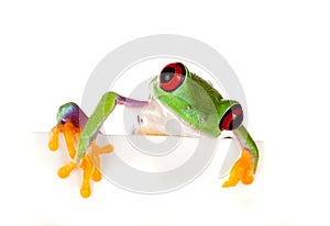 Red eyed frog peeping