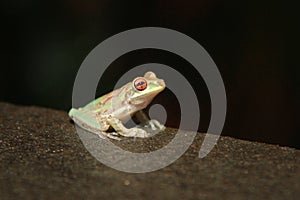 Red Eyed Frog Sitting on Concrete Wall