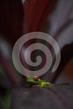 Red - Eyed frog sitting on a leaf, Costa Rica