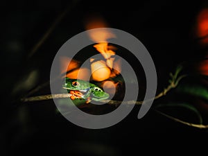 Red-eyed Frog at sunset, Costa Rica