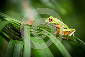Red Eyed Green Tree Frog