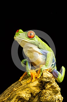 Red-eyed Green Tree Frog (Agalychnis callidryas)