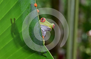 Red eyed green tree frog, corcovado, costa rica photo