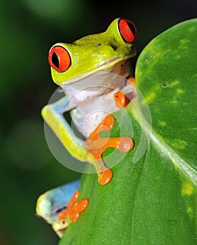 red eyed green tree frog, costa rica