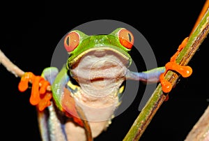 Red eyed green tree frog,costa rica