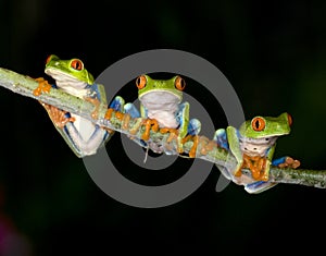 Red eyed green tree frog or gaudy tree frog photo
